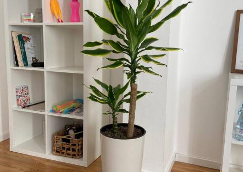 Dracaena 