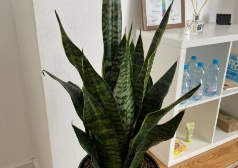 Sansevieria 