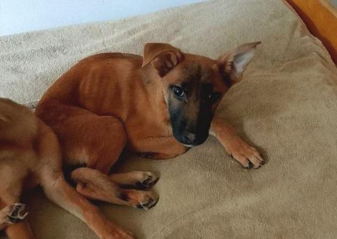 Puppies looking for a home 
