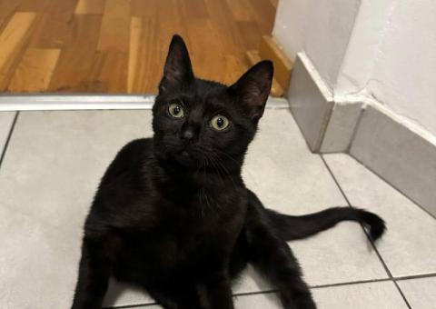 Shusha the kitten needs a home 