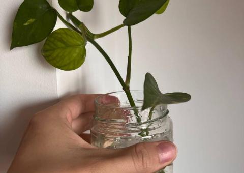 Epipremnum 