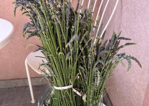 Lavender 