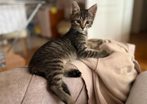 Milka the kitten is looking for a home 