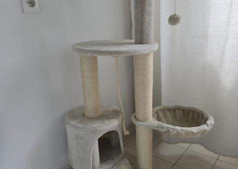 Cat complex 