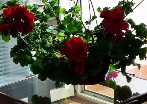 Geranium in a pot for sale 
