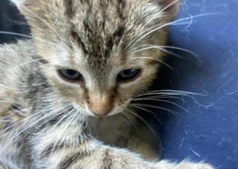 Kittens looking for a home 