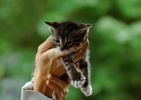 Kitten for adoption 