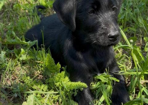 Puppies looking for a home 